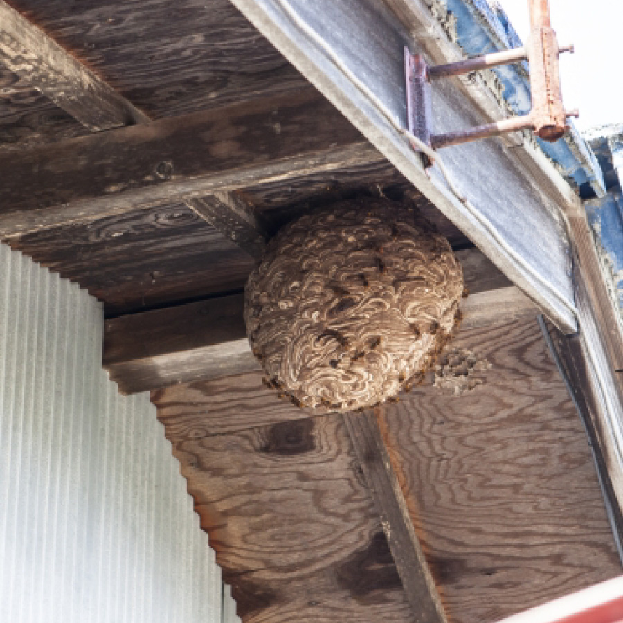 ハチの巣駆除 風景1